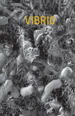 Vibrio