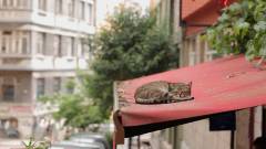 Kedi