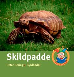 Skildpadde