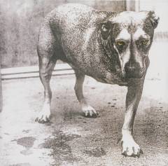 Alice in Chains