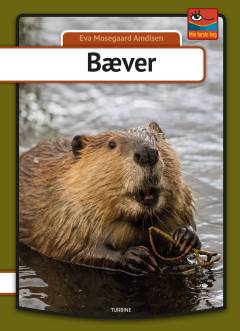 Bæver