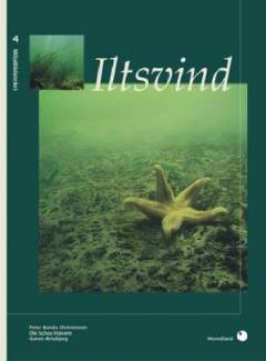 Iltsvind