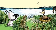 Ib. 5 : Ib hjælper en and