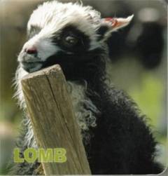 Lomb