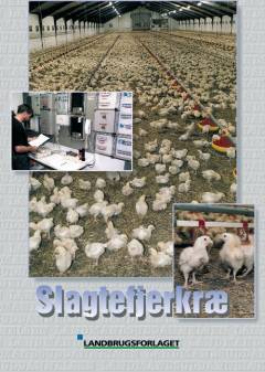 Slagtefjerkræ
