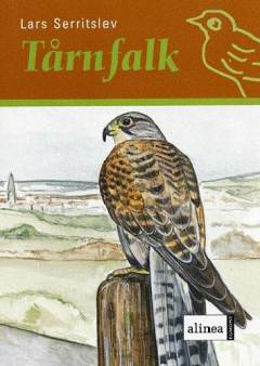 Tårnfalk