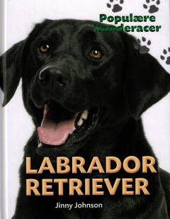 Labrador retriever