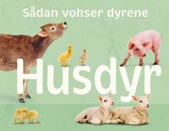 Husdyr