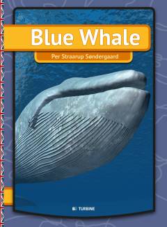 Blue whale