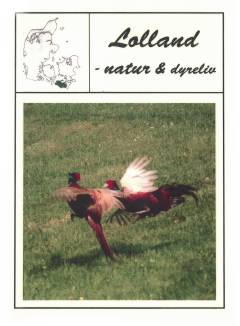 Lolland - natur og dyreliv