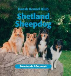 Shetland sheepdog