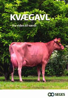 Kvægavl : fra viden til værdi