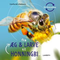 Fra æg & larve til honningbi