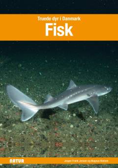 Fisk