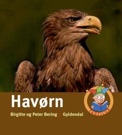 Havørn