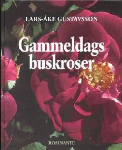 Gammeldags buskroser
