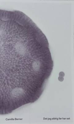 Det jeg aldrig før har set