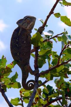 Kamæleonernes strand