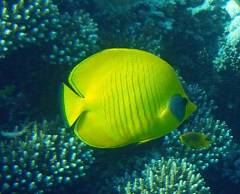 Bog, 1. udgave, 1996