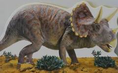 Triceratops