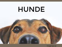Hunde