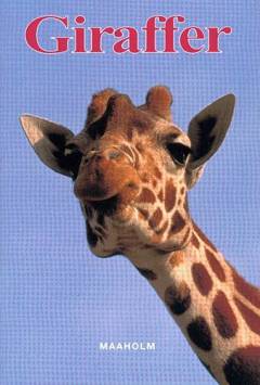 Giraffer