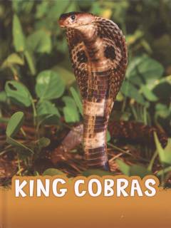 King cobras