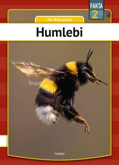 Humlebi