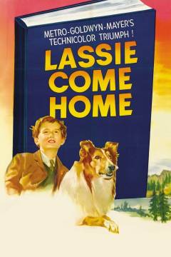 Film (dvd), 2014