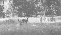 Dyrehaven - den romantiske skov : Jægersborg Dyrehave 1670-1970