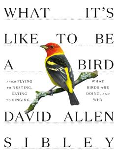 What it's like to be a bird : from flying to nesting, eating to singing - what birds are doing, and why