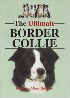 The ultimate Border Collie