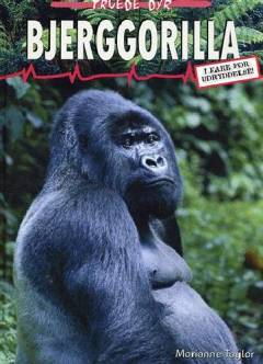 Bjerggorilla : i fare for udryddelse!