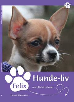 Felix, en lille bitte hund