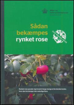Sådan bekæmpes rynket rose : rynket rose spreder sig invasivt langs mange af de danske kyster, hvor den fortrænger den naturlige flora