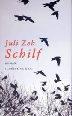 Schilf