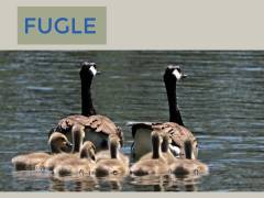 Fugle