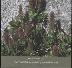 Pinngortitap kaaviffia