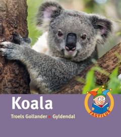 Koala