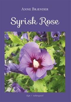 Syrisk rose