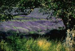 Herrens mark : (et portræt af Jacques Berg i Provence)