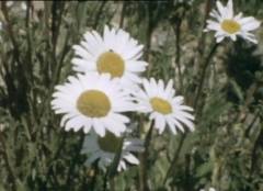 Carl von Linné's blomst