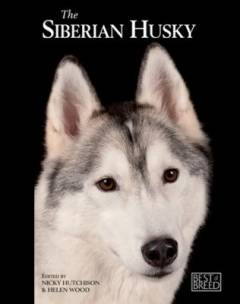 The siberian husky