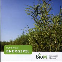 Dyrkning af energipil