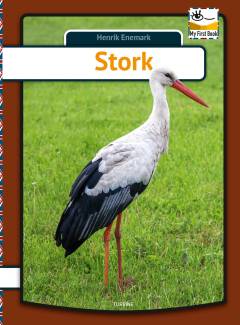 Stork