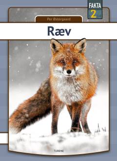 Ræv