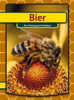 Bier