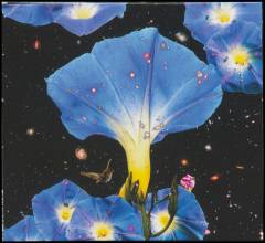 Nighttime birds and morning stars