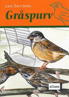 Gråspurv