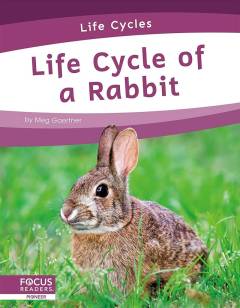 Life cycle of a rabbit